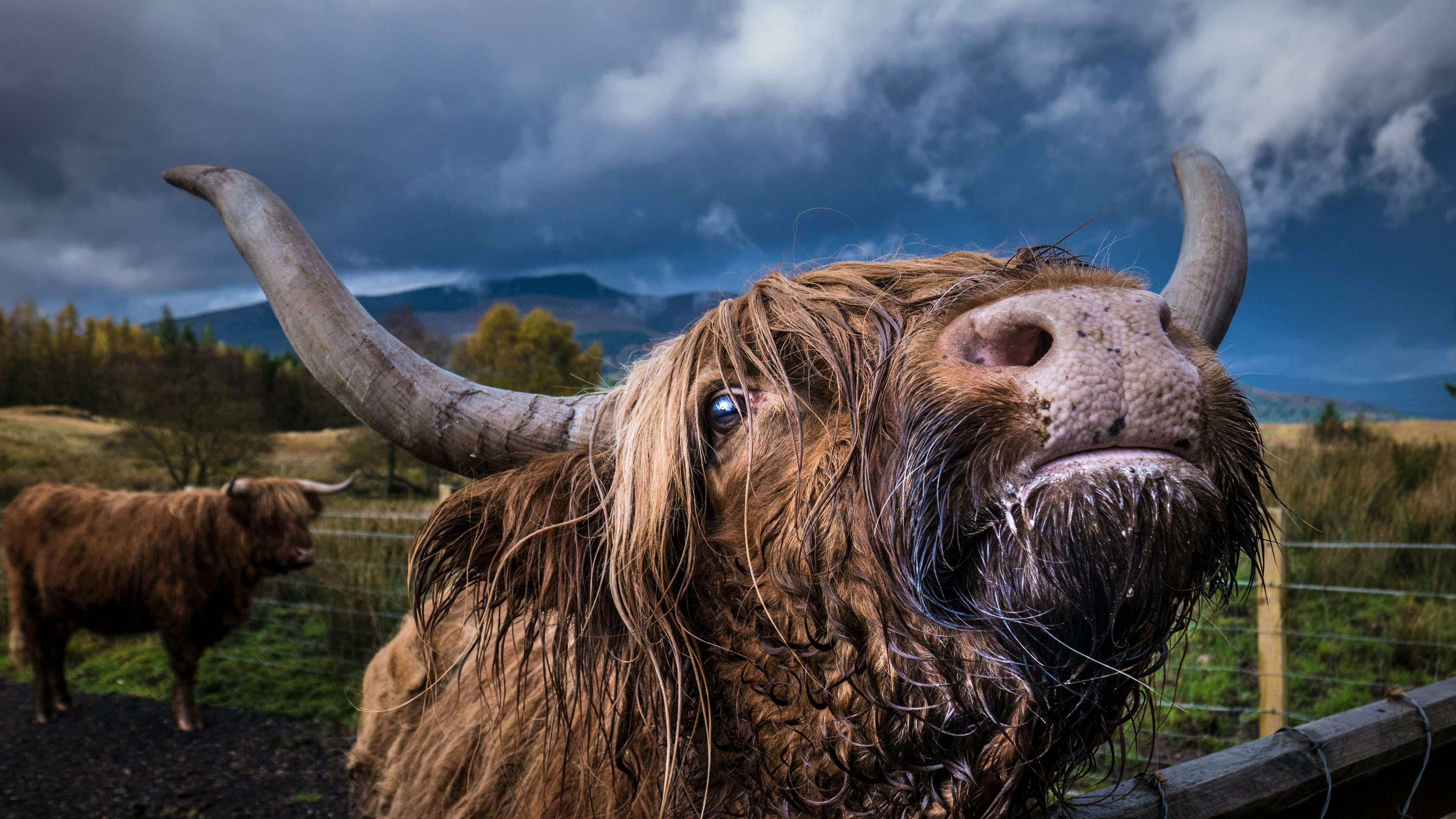 two brown horned animals on field during daytime